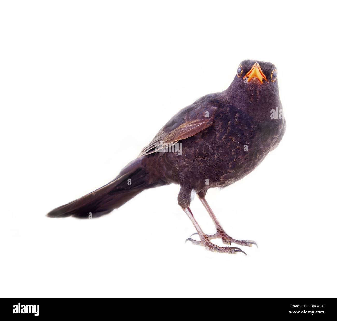 Amsel (Turdus merula, männlich) ist einer der besten Sänger und eines der wichtigsten Objekte der Jagd in Frankreich, Italien, Spanien, Griechenland. Le ballet de la Merlaison. Stockfoto