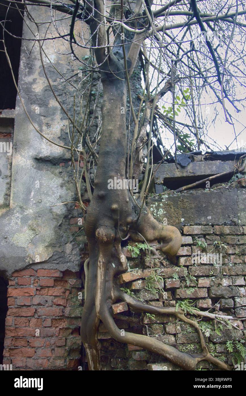 Ausdauer und Kraft des Lebens Konzept. Leistungsstarke tropischen Pflanzen. Baum wuchs aus Mauerwerk in feuchten Subtropen (Kolchis), Laubwälder. Anlage - m Stockfoto