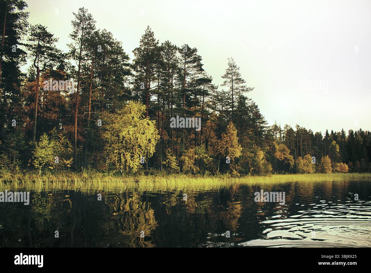 Reiche Auswahl an Farben der Herbst Wald am Ufer eines ruhigen See im leichten Nebel, Baum Spiegelungen im Wasser. Die Nostalgie der Herbsttage in Nord Stockfoto