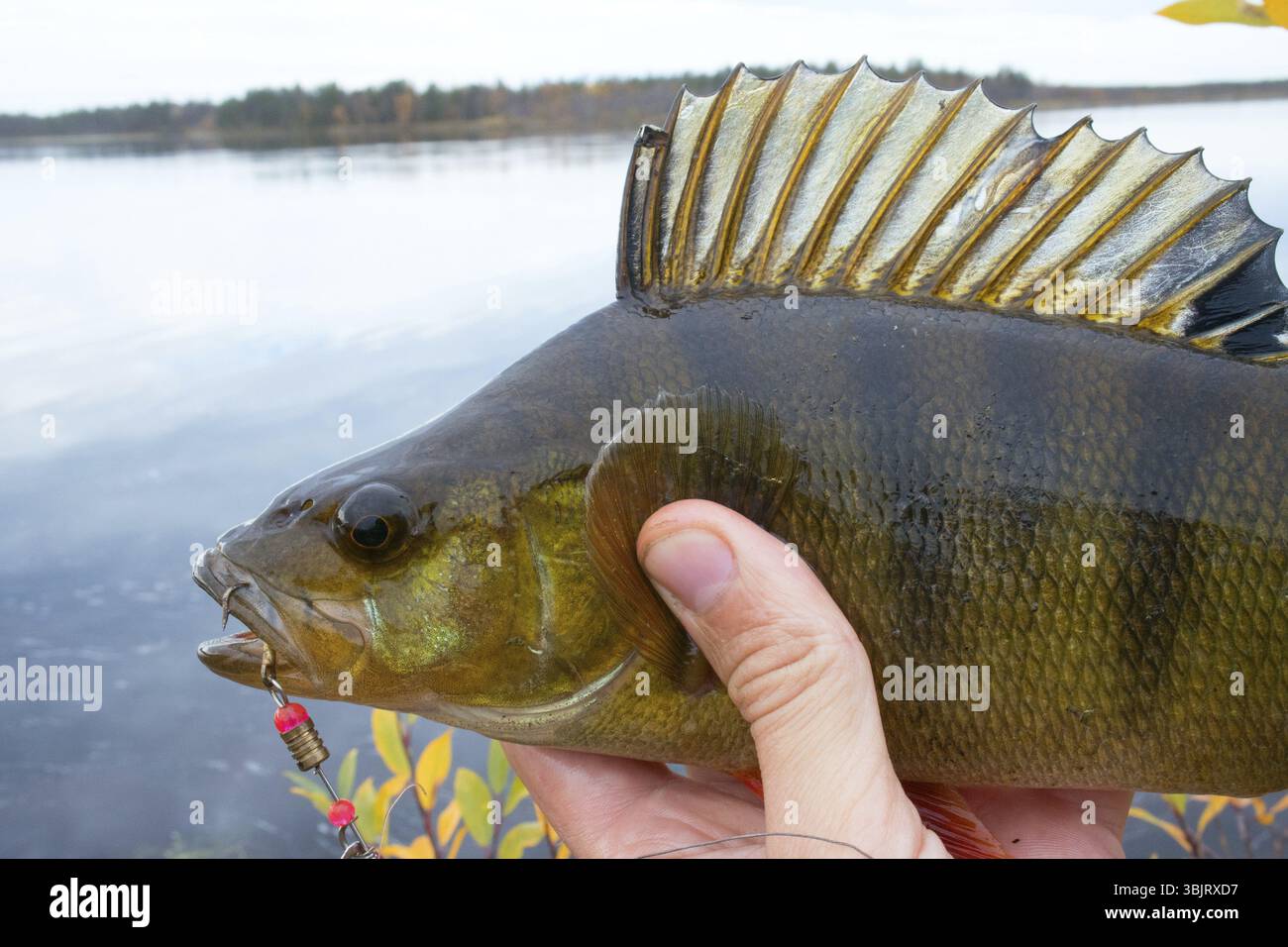 Gute Angeln auf den nördlichen Flüssen, gefangener Barsch. Große Barschfische in den Händen, Fang von Fischern, Fischfang, Herbstfischen. Bass auf dem Hintergrund von Gelb Stockfoto