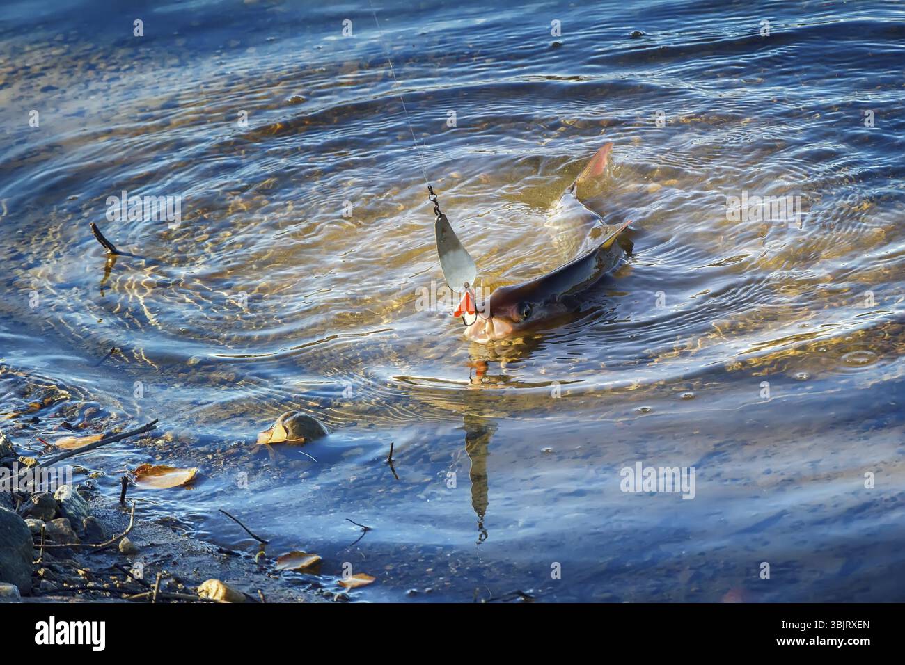 Äsche auf Köder gefangen, auf dem Hintergrund der Nördlichen Flüsse Stockfoto