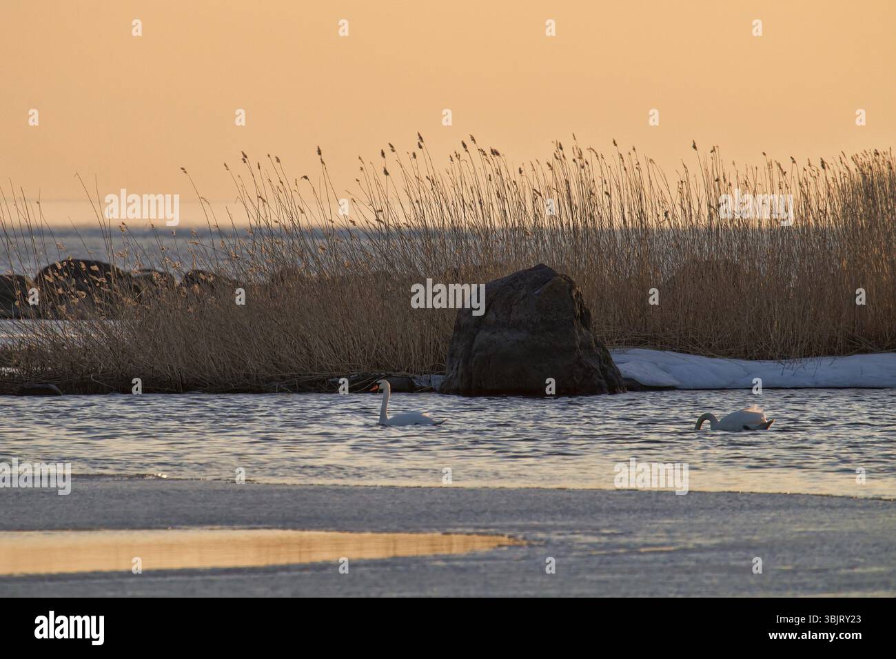 Roter Sonnenuntergang über Märschen. Schwäne überwintern auf der Ostsee. Stummer Schwan Im Winter Stockfoto