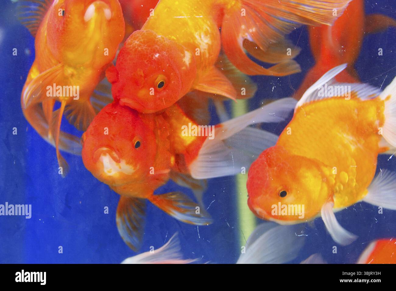 Goldfisch oder Goldener Karpfen, als Gegenstand der Zucht in zeremoniellen Teichen und Aquarien, Goldfischschale. Thailand Stockfoto