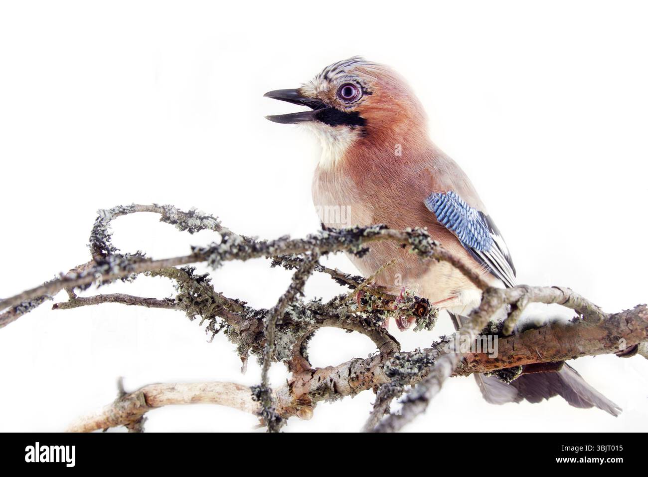 Gewöhnlicher jay (Garrulus glandarius) - Vogel auf weißem Hintergrund in verschiedenen Posen. Wald, Taiga Vögel, diebende Elster, schöner Vogel mit blauem Spiegel Stockfoto