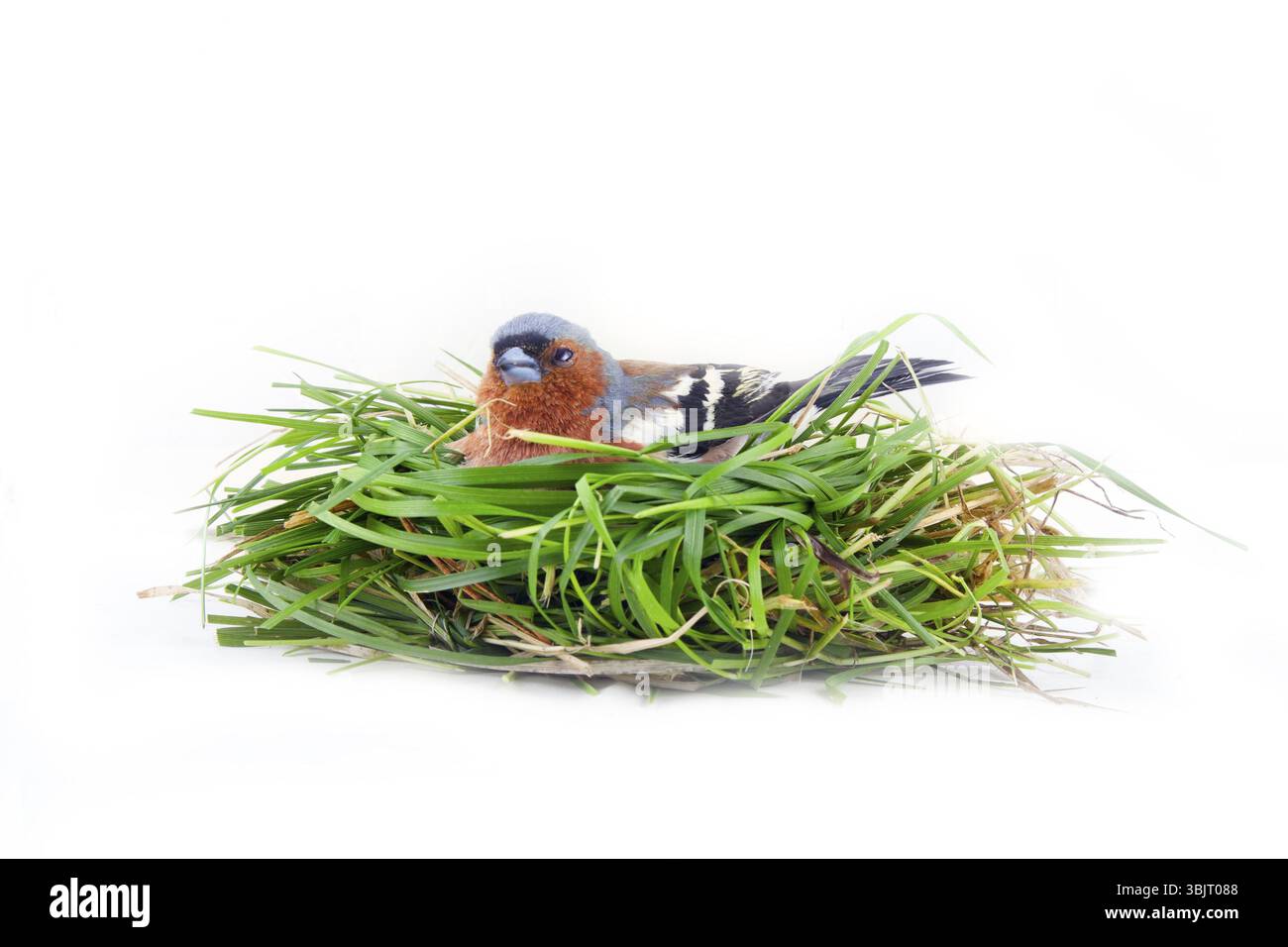 Heller überkleideter männlicher Chaffinch in künstlichem Nest. Scherzfoto. Konzept unglücklicher Vater nach Hause gebracht. Die meisten Vögel sind heller als die Weibchen Stockfoto