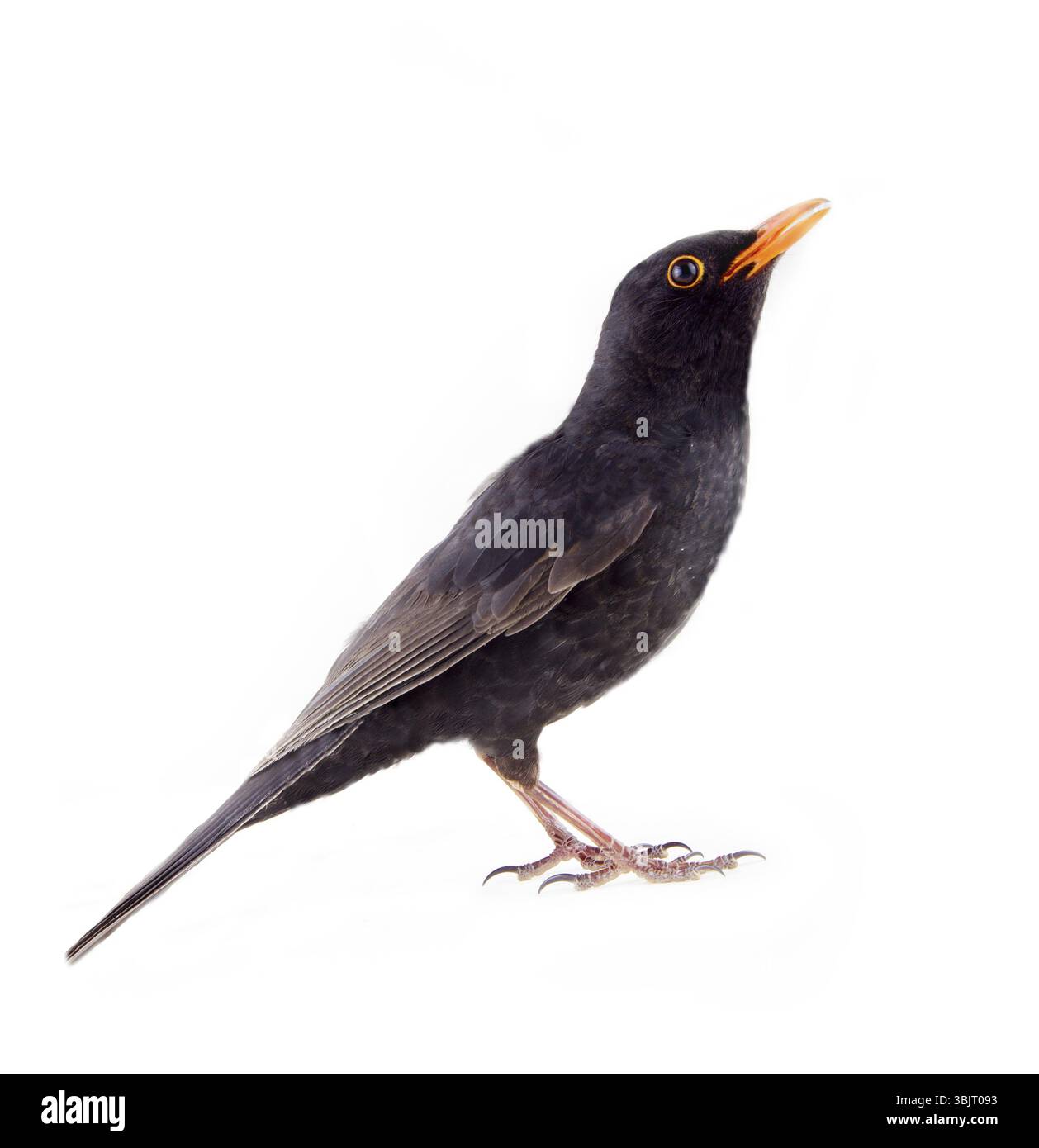 Amsel (Turdus merula, männlich) ist einer der besten Sänger und eines der wichtigsten Objekte der Jagd in Frankreich, Italien, Spanien, Griechenland. Le ballet de la Merlaison. Stockfoto