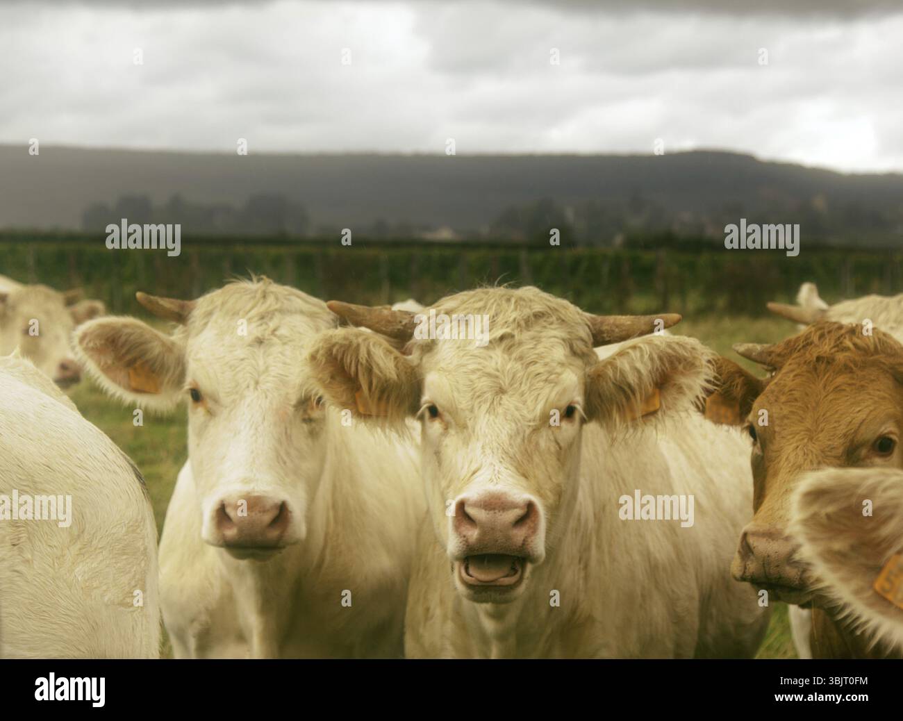 Bullen, die für die Schlachtung Fleisch bei streifendem gewachsen. Europäisches Fleisch Rinderrassen (den Viehbestand in einem Fleisch Richtung der Produktivität). Die Viehzucht in Stockfoto