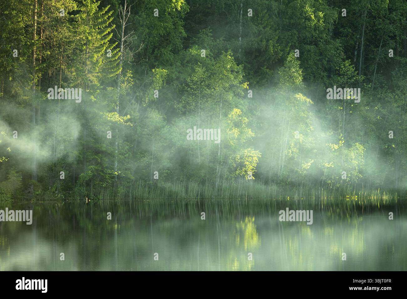 Frühling in seiner ganzen Pracht! Schöner Fluss mit Waldbänken und Birken in frischem Laub. Nebel kriecht als Band über Wasser, brillianter Dunst im Sonnenlicht Stockfoto