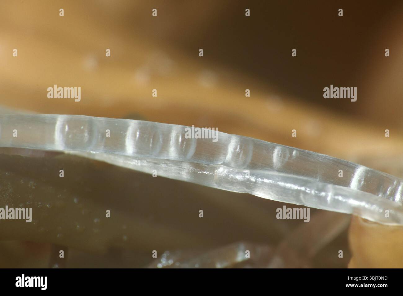 Fadenalgen. Makro von Algenkörper (Klinge. Tallus) und Pflanzenzelle. Unsichtbar für die Augenwelt der Meerespflanzen und -Tiere Stockfoto