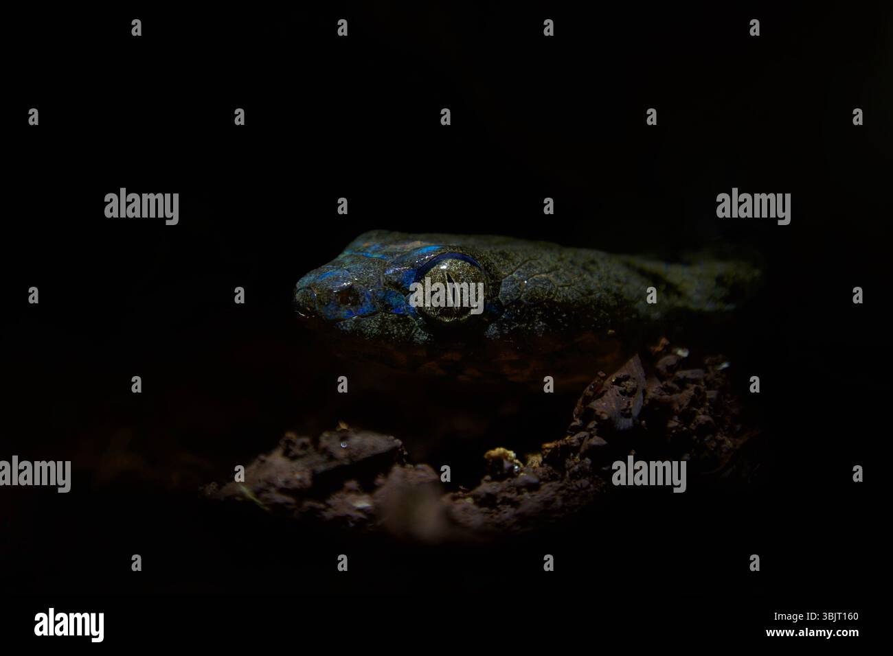 Madagaskar Katzenaugenschlange (Madagaskar colubrinus) im Rampenlicht. Stockfoto