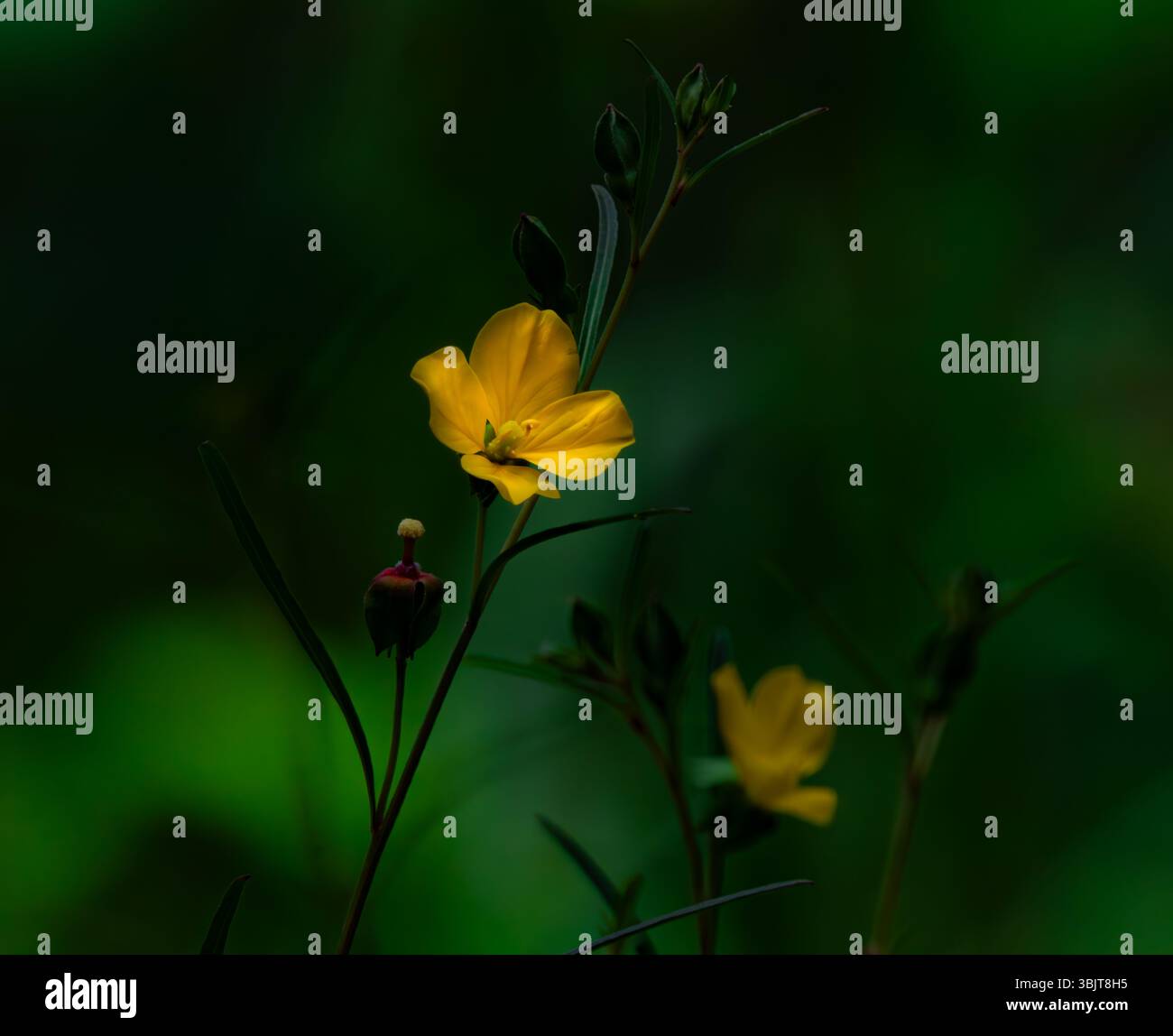 Nahaufnahme einer leuchtend gelben Blume in voller Blüte, die zarte Blütenblätter und natürliche Schönheit unter sanftem Sonnenlicht zeigt. Im Garten erfasst Stockfoto