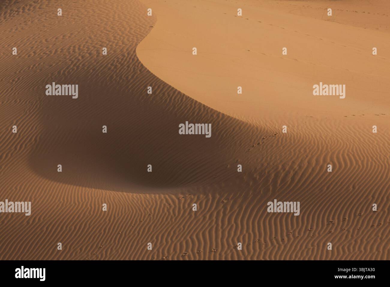 Wellenförmige Sanddünen in der iranischen Wüste mit kleinen Tierspuren – möglicherweise ein Fuchs oder Schakal – überqueren die wellige Oberfläche bei Sonnenaufgang. Stockfoto