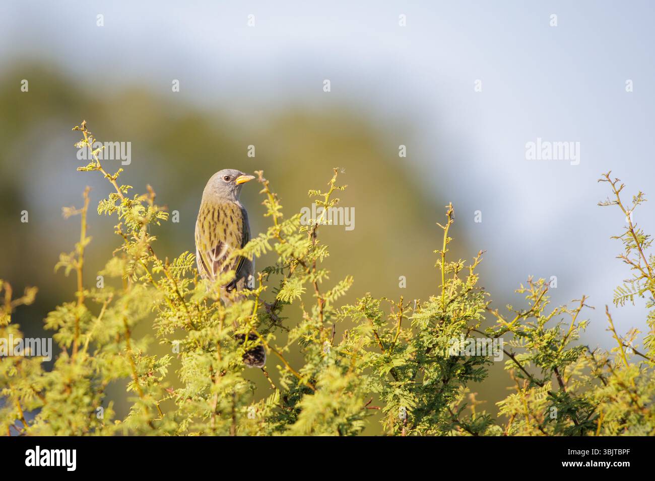 Großer Pampa Finch (Embernagra platensis), der auf einem Busch mit Kopierraum thront. Stockfoto
