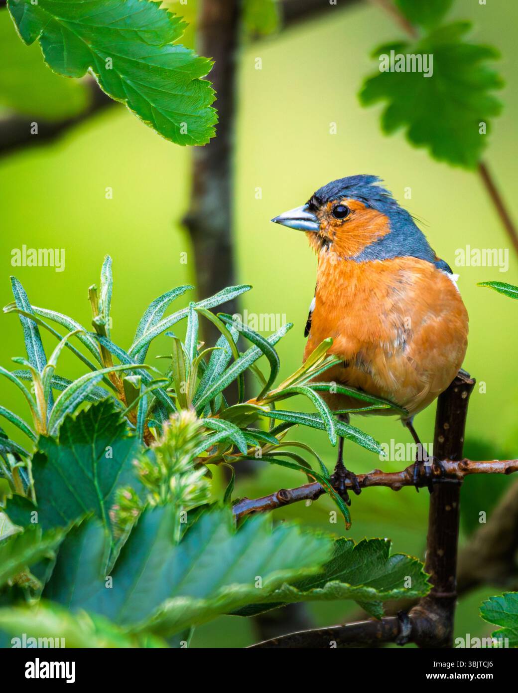 Kaffinchen auf Branch, Hauxley Nature Reserve, Juni 2024 Stockfoto
