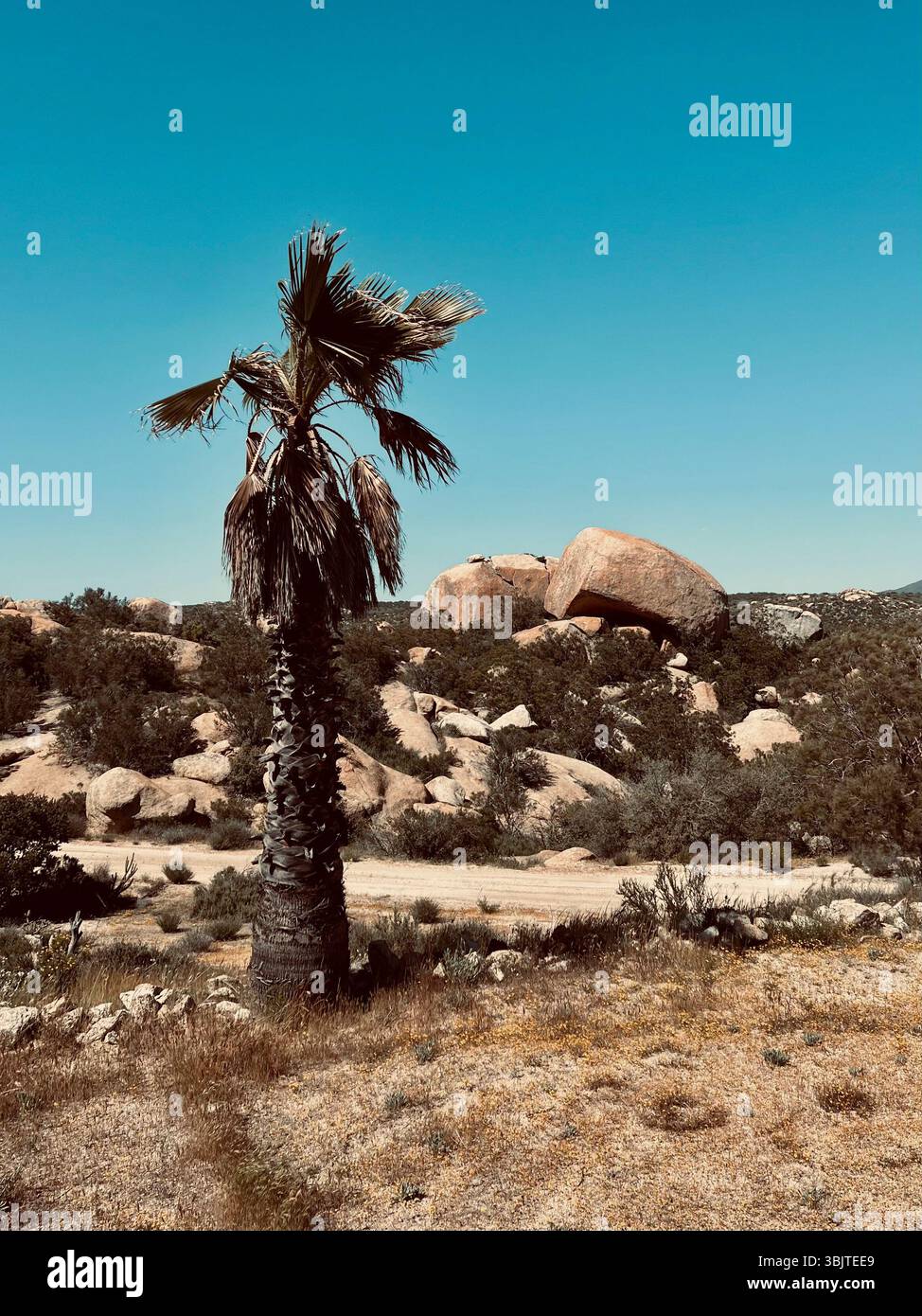 Eine einzige Palme steht in einer felsigen Wüstenlandschaft in der Nähe von Jacumba, Kalifornien. Die Szene zeigt trockenes Grasland und verstreute Felsbrocken. - Smartphone-aufgenommenes Stockfoto