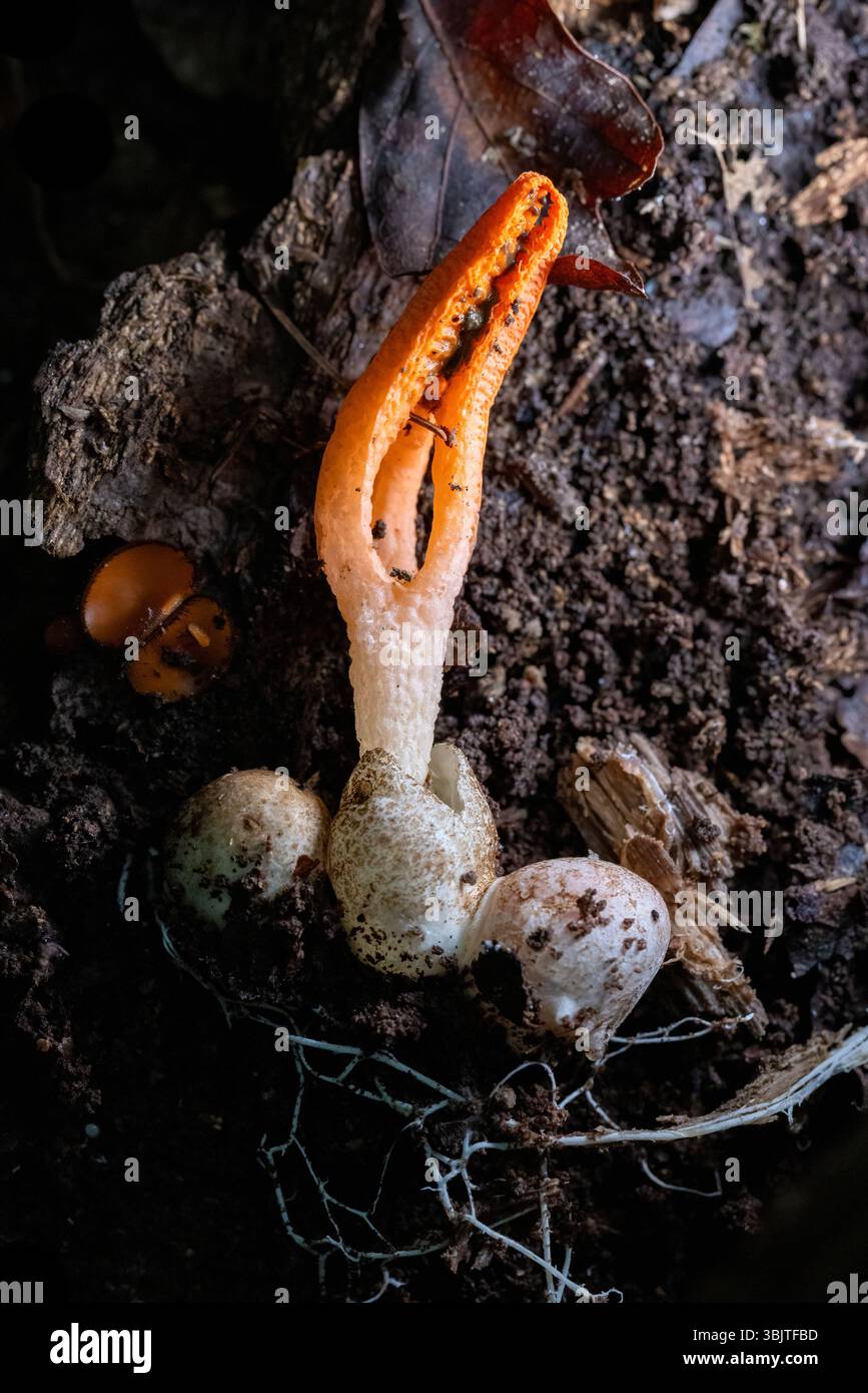Stinky Tintenfisch (Pseudocolus fusiformis) Stinkhornpilze - Brevard, North Carolina, USA Stockfoto