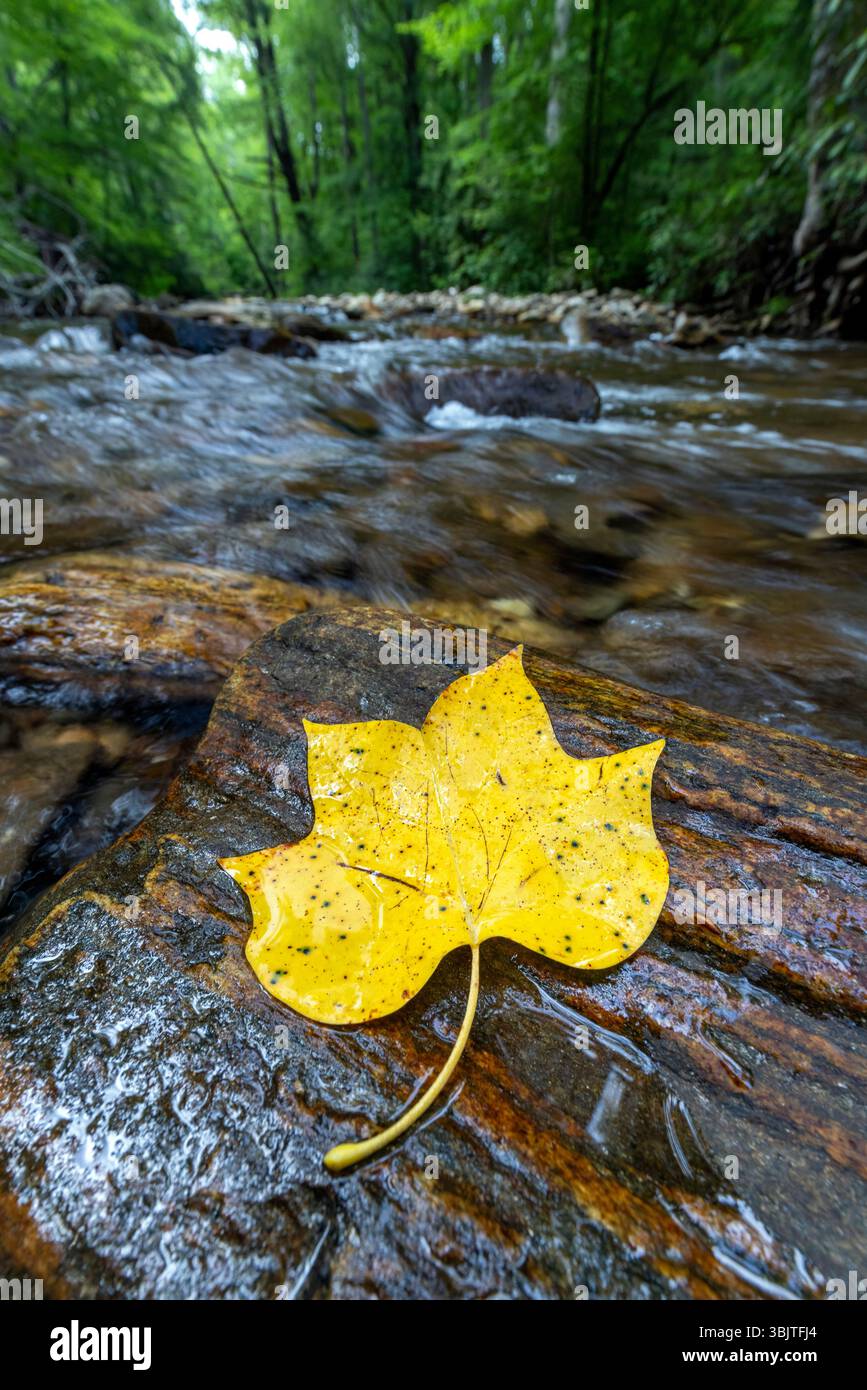 Gefallene Tulpenpappel (Liriodendron tulipifera) Blatt auf Fels im Avery Creek - Pisgah National Forest, nahe Brevard, North Carolina, USA Stockfoto