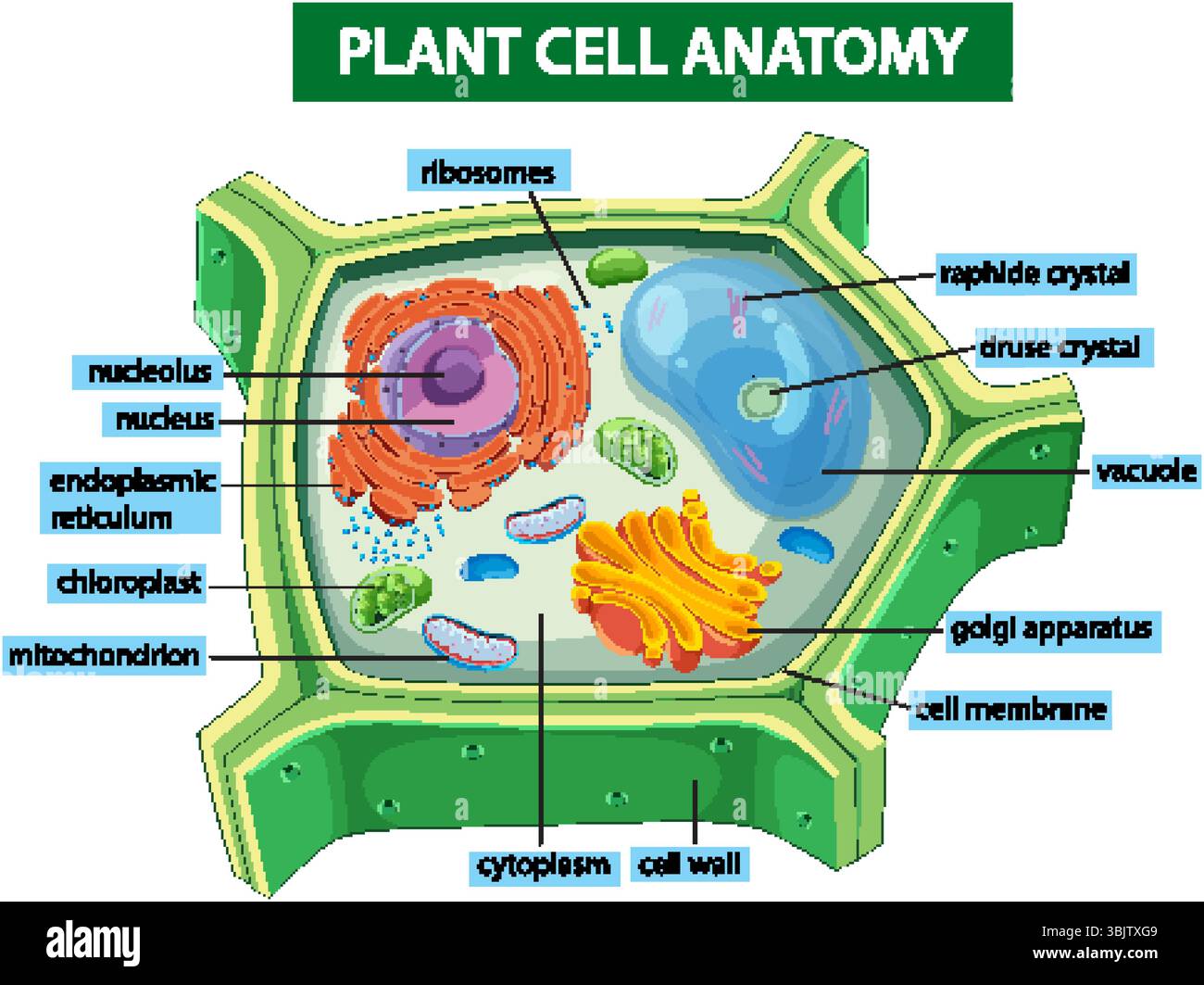 Bunte Vektorillustration der pflanzlichen Zellanatomie mit markierten Organellen, die pädagogische und wissenschaftliche Details zeigen Stock Vektor