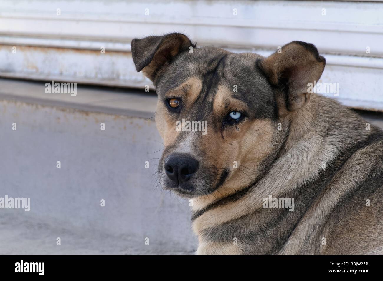 Ein Hund mit einem blauen und einem braunen Auge entspannt sich auf verwitterten Stufen in einer ruhigen Nachbarschaft. Die Sonne beleuchtet ihr Fell und zeigt eine Mischung aus Farben Stockfoto