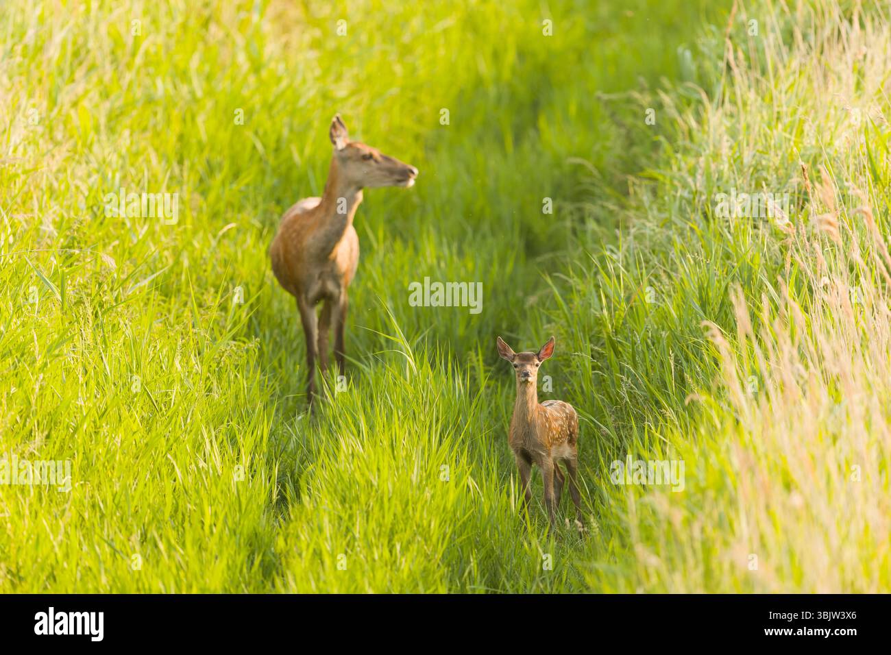 Rothirsch Cervus elaphus, Hind und Kalb im Schilf, Minsmere RSPB Reserve, Suffolk, England, Juni Stockfoto