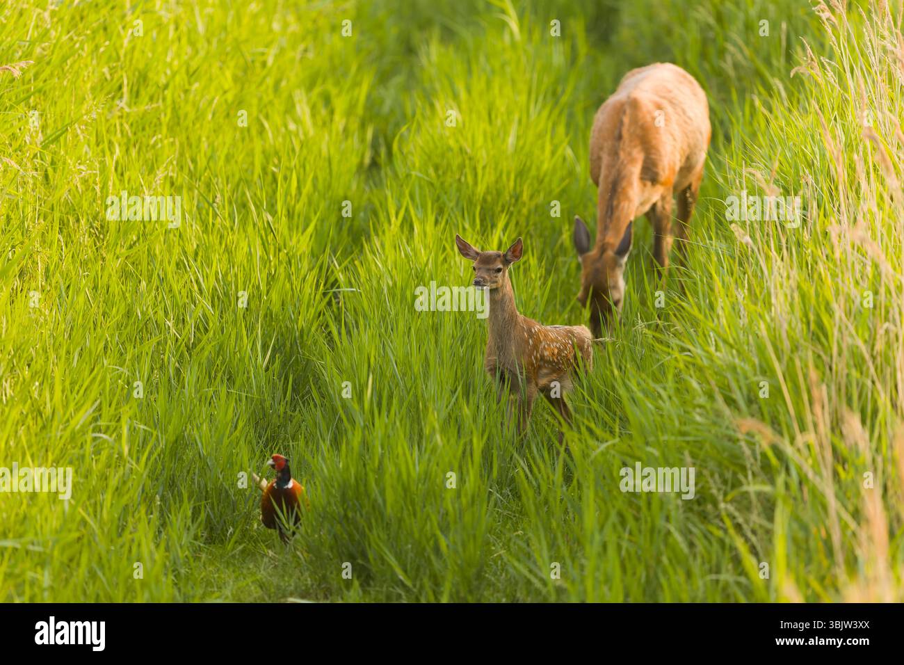 Rotwild Cervus elaphus, Kalb mit Blick auf den Fasan Phasianus colchicus, erwachsener Rüde, während sich die Hind im Schilf ernährt, Minsmere RSPB Reserve, Suffolk Stockfoto