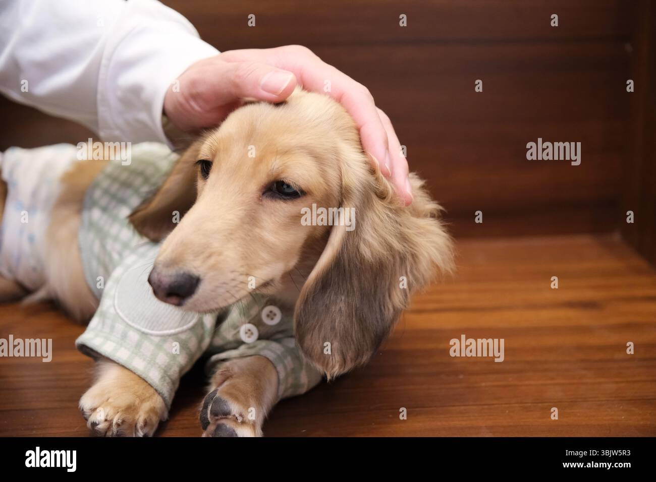 Dackelhund wird sanft von einer Hand gestreichelt Stockfoto