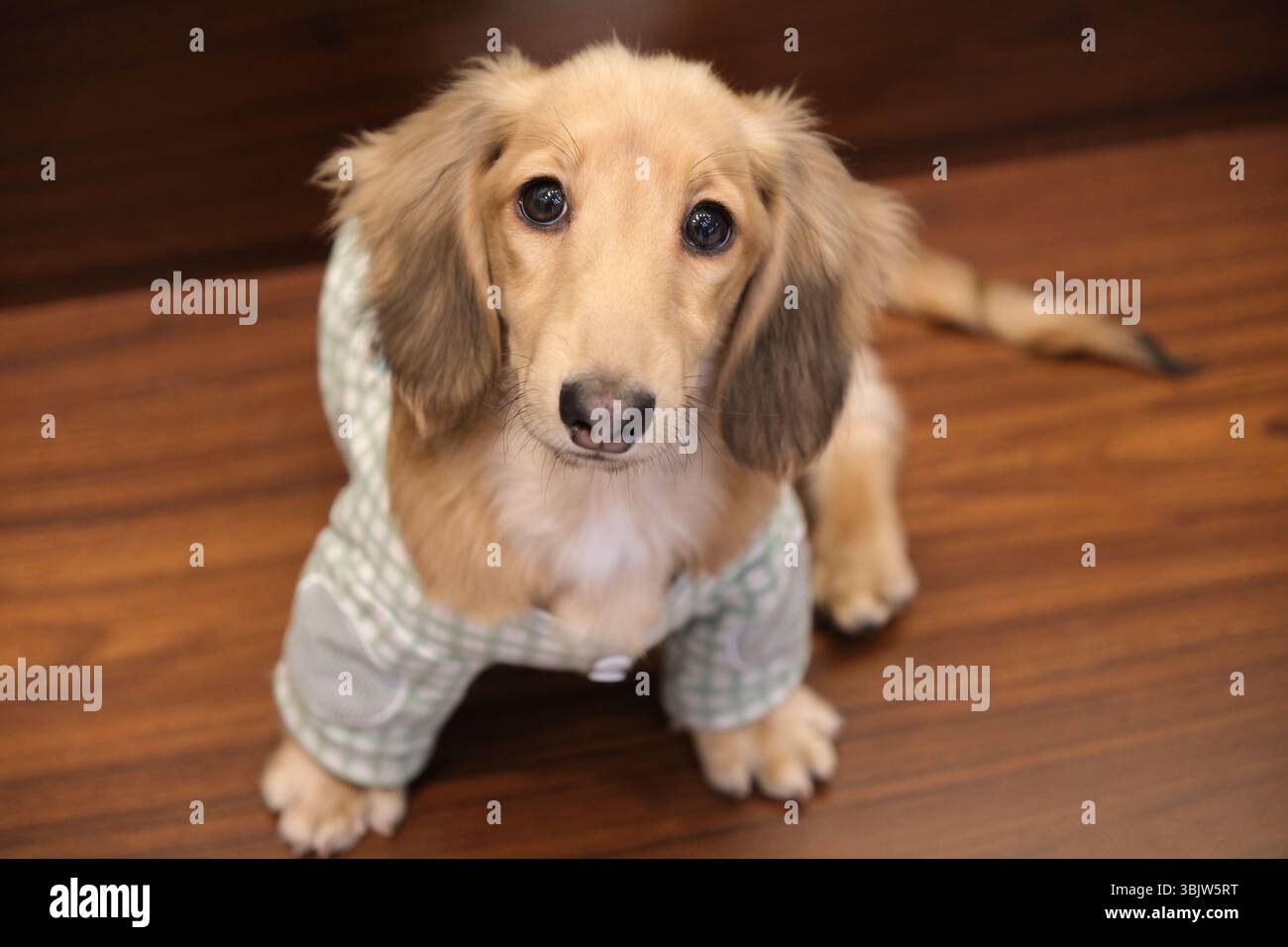Süßes Dachshund-Haustier, das in die Kamera schaut Stockfoto