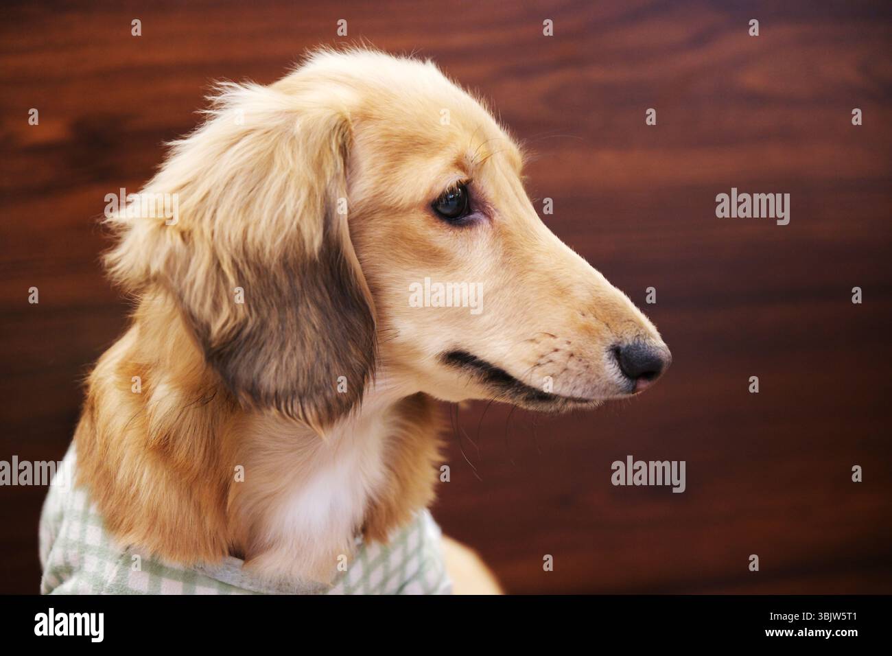 Dackelhund Hund Seitengesicht Profil Nahaufnahme Stockfoto