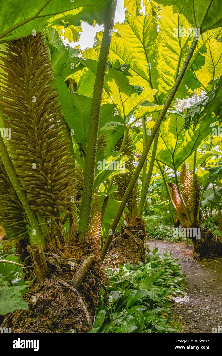 Gunnera Passage Garten im Zentrum von Trebah Garden, Cornwall, England, UK Stockfoto