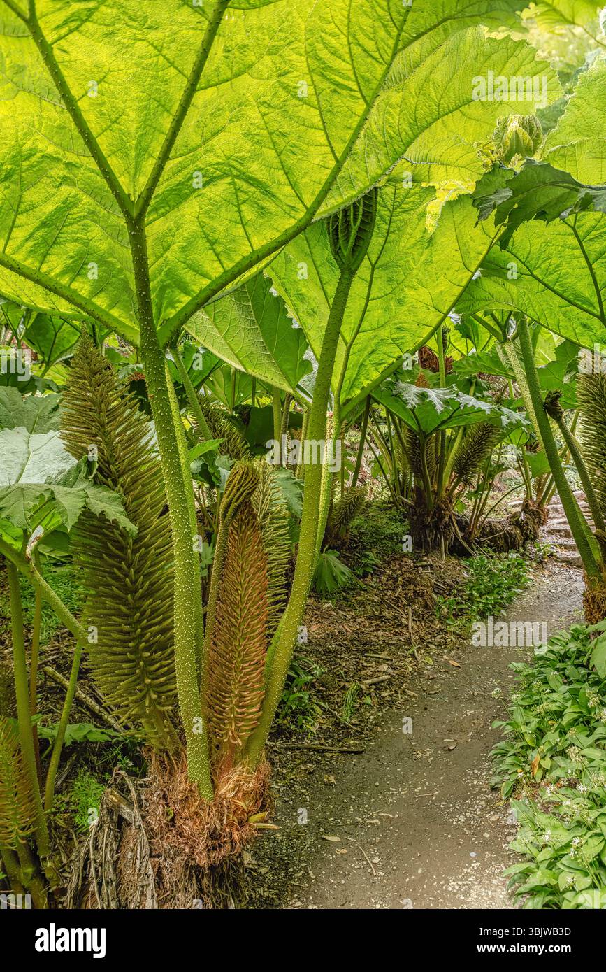 Gunnera Passage Garten im Zentrum von Trebah Garden, Cornwall, England, UK Stockfoto