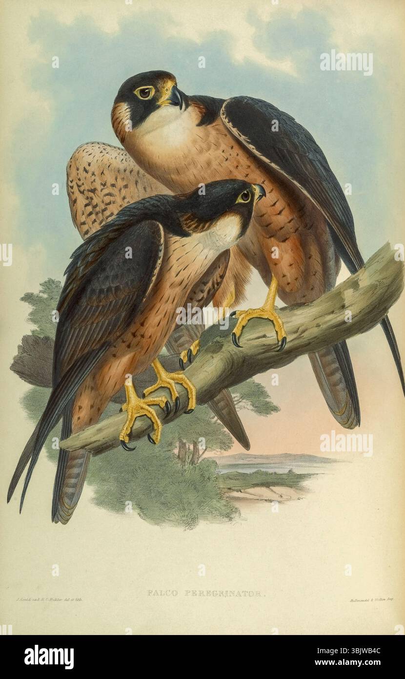 Der Falco peregrinus peregrinator, auch als indischer Peregrine oder schwarzer Shaheen bekannt, ist eine nicht-wandernde Unterart des Wanderfalken, der in Südasien in Gilgit-Baltistan in Pakistan, den meisten staaten Indiens und Sri Lankas vorkommt und sich bis in den Südosten Chinas erstreckt. Aus Birds of Asia von John Gould Band I, der 1850 veröffentlicht wurde, wurden die Platten von Gould, William Matthew Hart, H. C. Richter und Joseph Wolf illustriert und lithographiert und von Hullmandel und Walton gedruckt Stockfoto