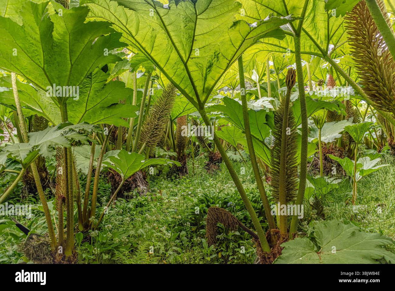 Gunnera Passage Garten im Zentrum von Trebah Garden, Cornwall, England, UK Stockfoto