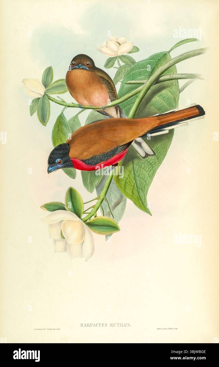 Harpactes rutilus Malacca Trogon Harpactes ist eine Gattung von Vögeln aus der Familie der Trogonidae, die in Wäldern in Süd- und Südostasien vorkommt und sich bis ins südlichste China erstreckt. Sie sind stark sexuell dimorph, wobei Frauen im Allgemeinen stumpfer sind als Männer. Ihr Rücken ist bräunlich, der Schwanz ist teilweise weiß (am besten von unten zu sehen) und Männchen der meisten Arten haben rote Unterteile. Sie ernähren sich von Arthropoden, kleinen Eidechsen und Früchten. Illustration aus Birds of Asia von John Gould Band I veröffentlicht 1850 die Platten wurden von Gould, William Matthew Hart, H. C. Richter, illustriert und lithographiert. Stockfoto