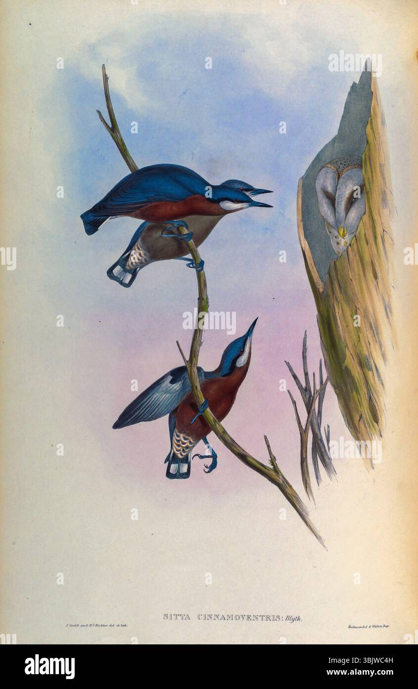 Kastanienbauchnuthatch (Sitta cinnamoventris hier als Cinnamon-bauchige Nuthatch) ist eine Vogelart der Familie Sittidae. Illustration aus Birds of Asia von John Gould Band II veröffentlicht 1850 die Platten wurden von Gould, William Matthew Hart, H. C. Richter und Joseph Wolf illustriert und lithographisch dargestellt und von Hullmandel und Walton gedruckt Stockfoto