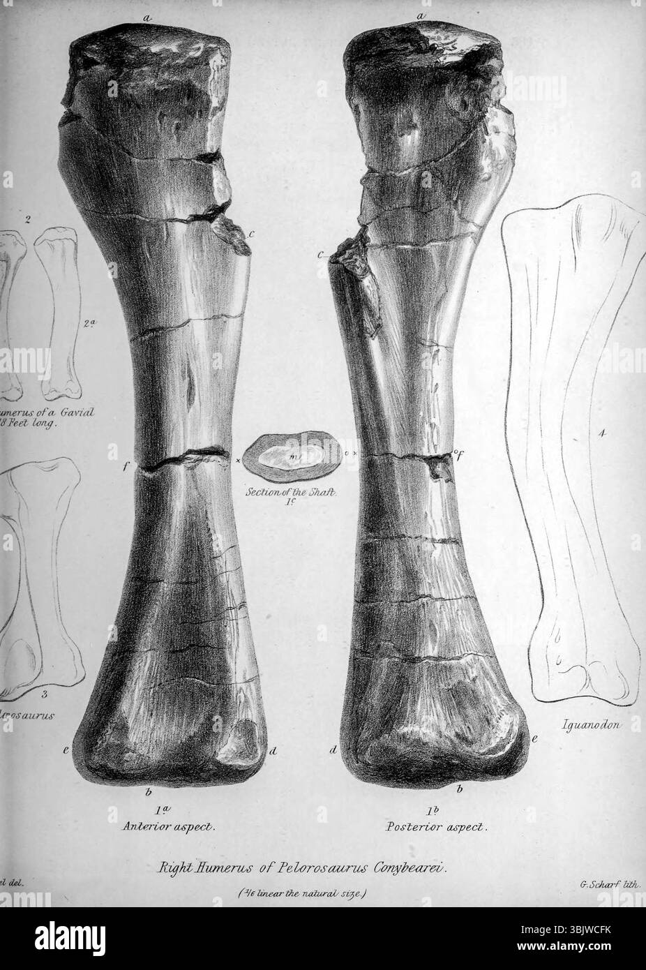 Right humerus of Pelorosaurus conybearei aus " On the pelorosaurus : an unbeschriebenen gigantischen terrestrischen Reptilien, dessen Überreste mit denen des Iguanodon und anderer Saurier in den Schichten des Tilgate Forest, in Sussex " von Mantell, Gideon Algernon, 1790–1852 verbunden sind; Royal College of Surgeons of England veröffentlichte 1850 Pelorosaurus (bedeutet „monstrous Eideus“) ist eine Gattung des Sauriform des Saurius. Die Überreste von Pelorosaurus stammen aus der frühen Kreidezeit vor etwa 140 bis 125 Millionen Jahren und wurden in England und Portugal gefunden. Thomas Holtz schätzte seine Länge Stockfoto
