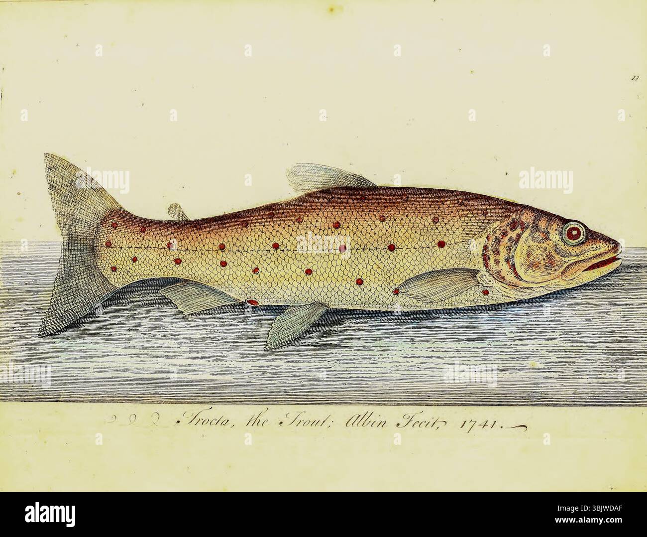 Illustration einer Forelle ein allgemeiner Name für zahlreiche Arten fleischfressender Süßwasserrochenflossen-Fische der Gattungen Oncorhynchus, Salmo und Salvelinus, die alle zur Unterfamilie Salmoninae in der Familie Salmonidae gehören. AUS DEM BUCH THE HISTORY OF ESCULENT FISH, MIT PLATTEN, GEZEICHNET UND GRAVIERT VON ELEAZAR ALBIN UND EINEM ESSAY ÜBER DIE ZUCHT VON FISCHEN UND DEN BAU VON FISCHTEICHEN, VON DEM EHRENWERTEN ROGER NORTH, VERÖFFENTLICHT 1794 IN LONDON Stockfoto