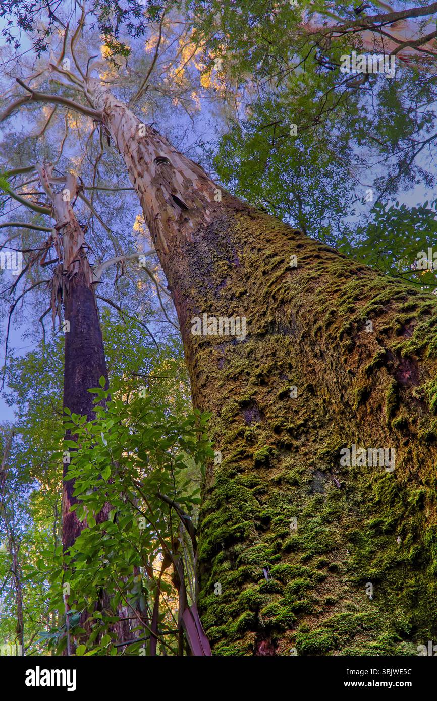 Der antike Riese Eucalyptus regnans Mountain Esche aus nächster Nähe auf einem moosigen Stamm, der in den Wald der Triplet Falls, Otways, Victoria blickt Stockfoto