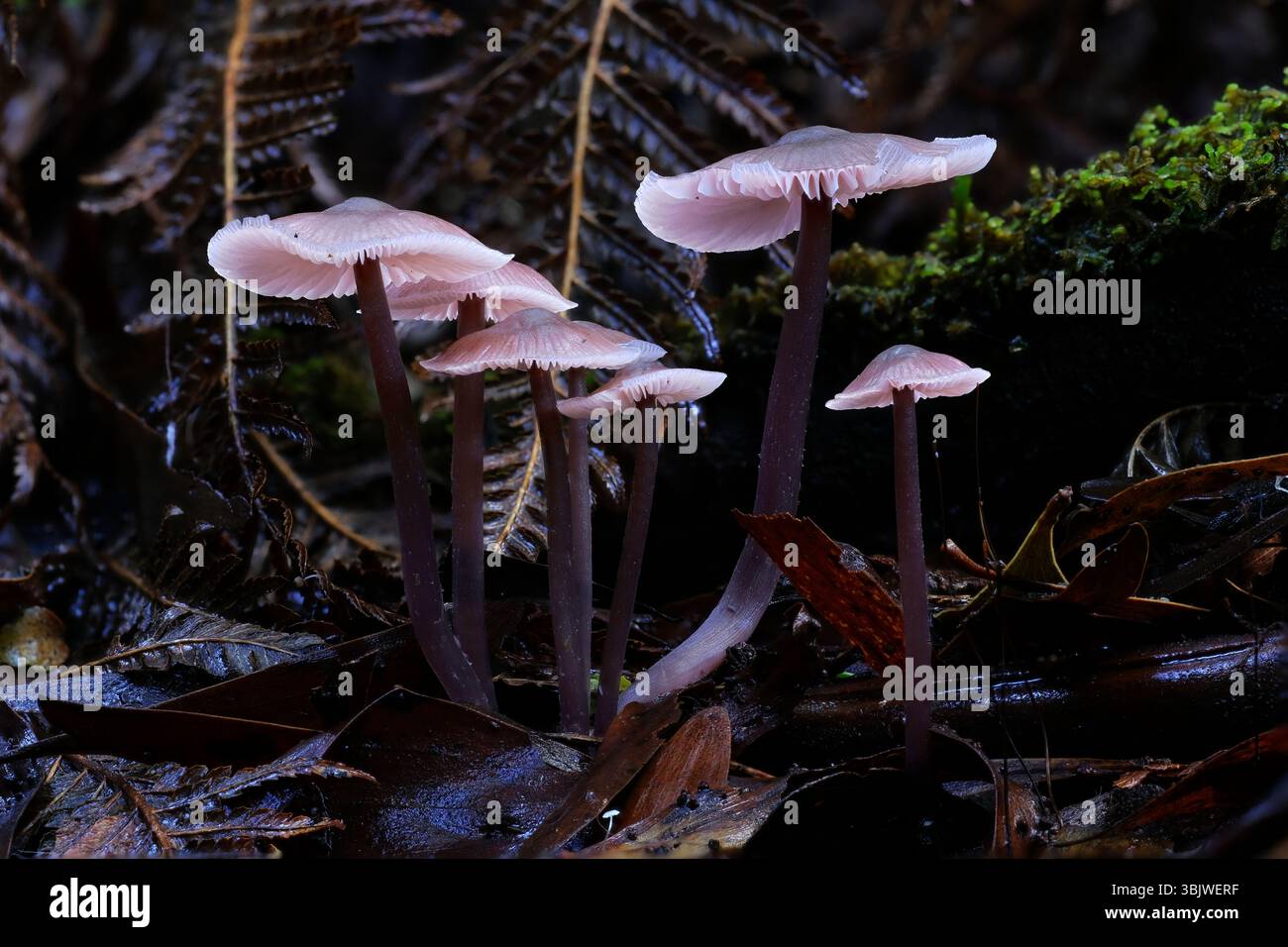 Ein Makrofoto einer Gruppe von rosa und violetten Mycena vinacea-Pilzen, die auf dem Boden des Regenwaldes mit Farnen und Moos wachsen, Great Otway National Park, Victoria Stockfoto