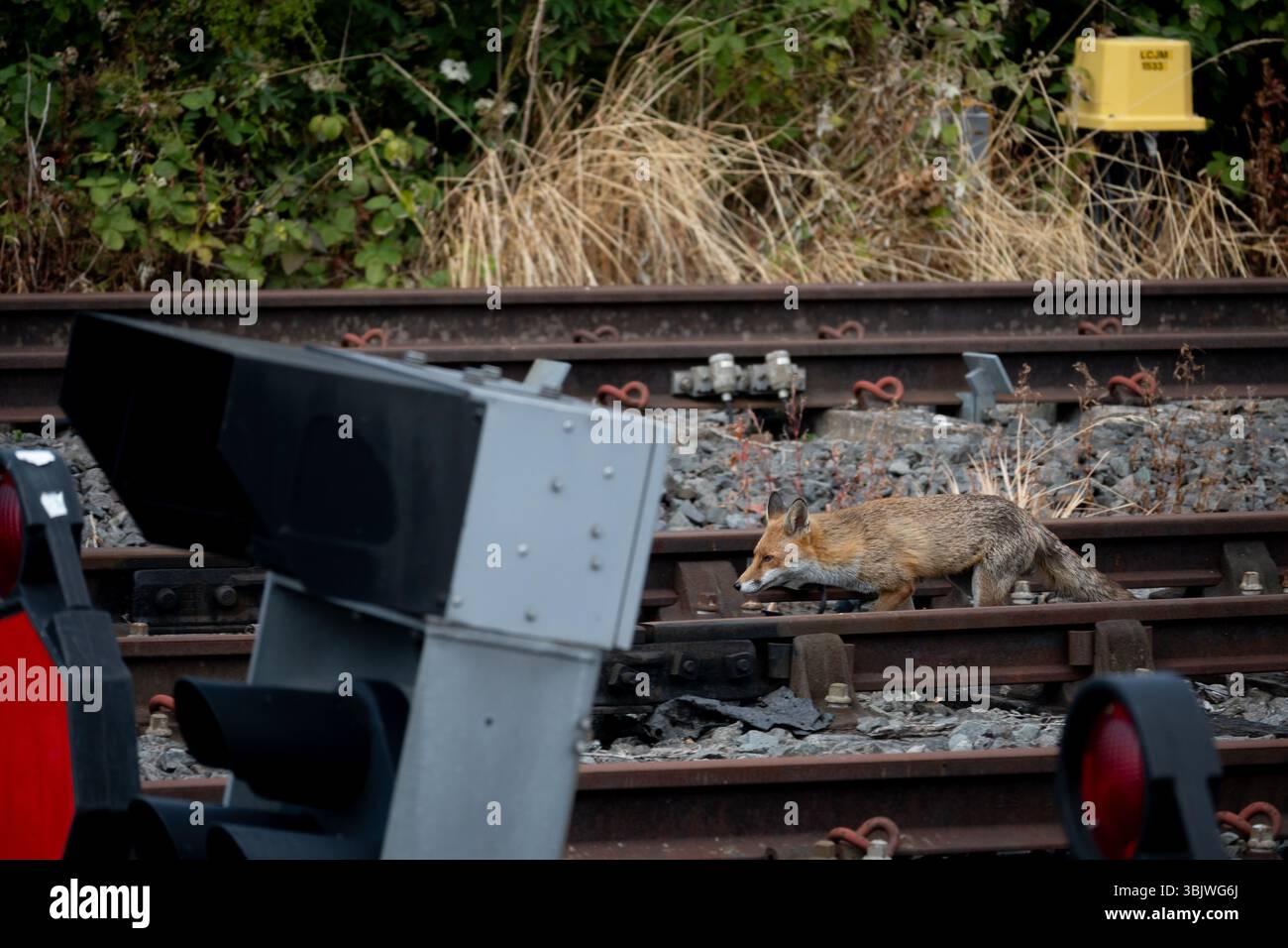 Ein Fuchs auf Bahngleisen, Coventry, West Midlands, England, Großbritannien Stockfoto