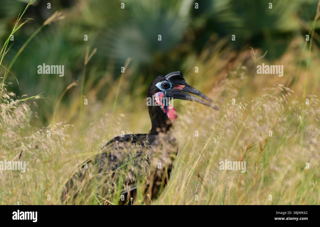 Abessinischer Hornschnabel (Bucorvus abyssinicus). Murchison Falls National Park, Uganda. Stockfoto