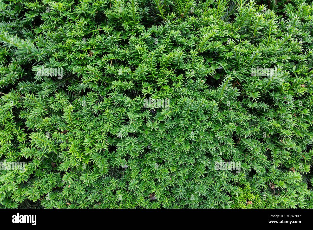 Draufsicht mit dichtem grünem Sträucher. Ein Blick von oben auf dichten grünen Sträucher, der das üppige, lebendige Laub mit einer reichen Textur zeigt. Stockfoto
