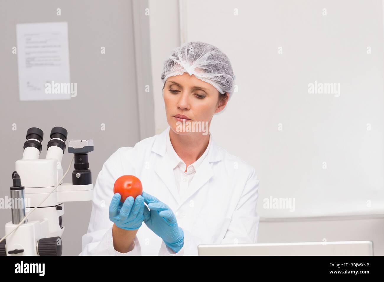 Wissenschaftlerin mit Labormantel und Handschuhen, die Tomaten auf Labortisch mit Mikroskop und Laptop testen Stockfoto