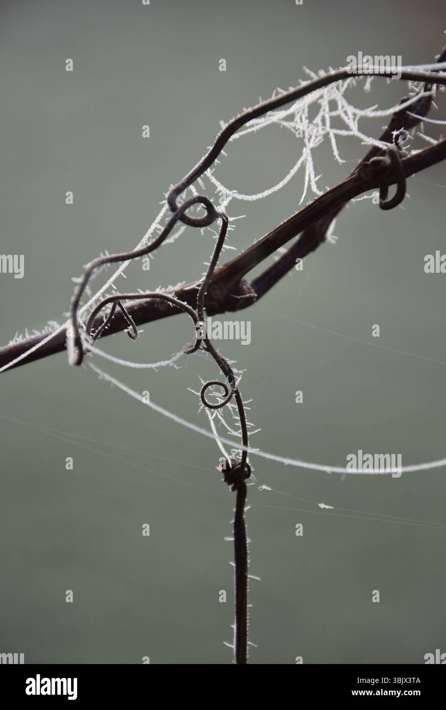 Gefrorenes Spinnennetz auf einem neutralen Hintergrund Stockfoto