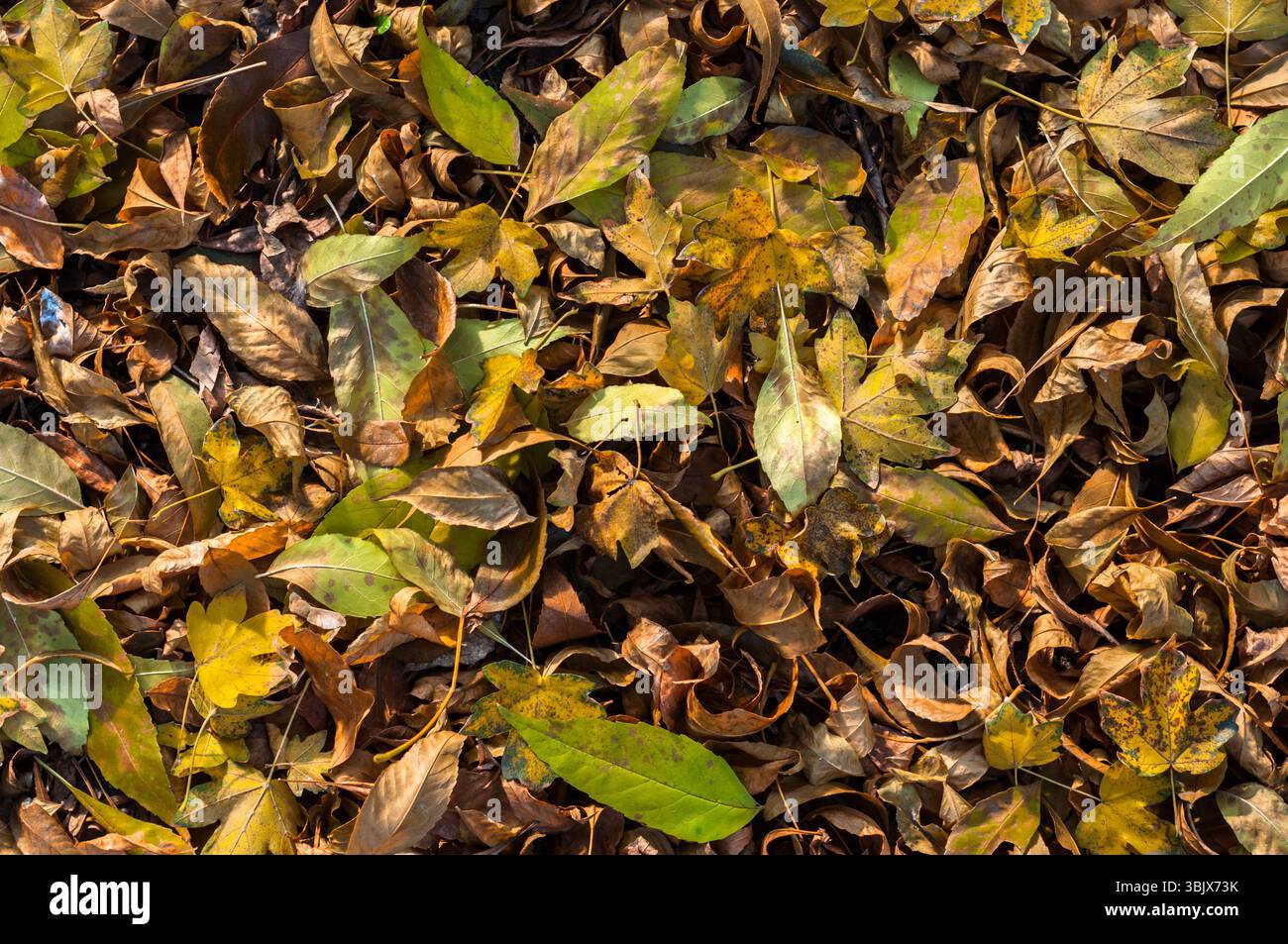 Nahaufnahme von einigen herbstlichen Blättern Stockfoto
