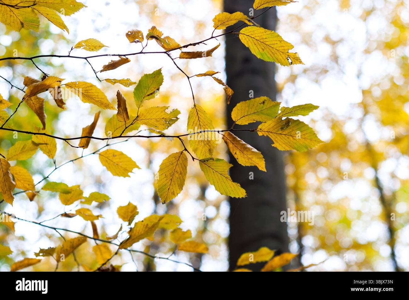 Herbstfoto in einem Wald in warmen Farben Stockfoto