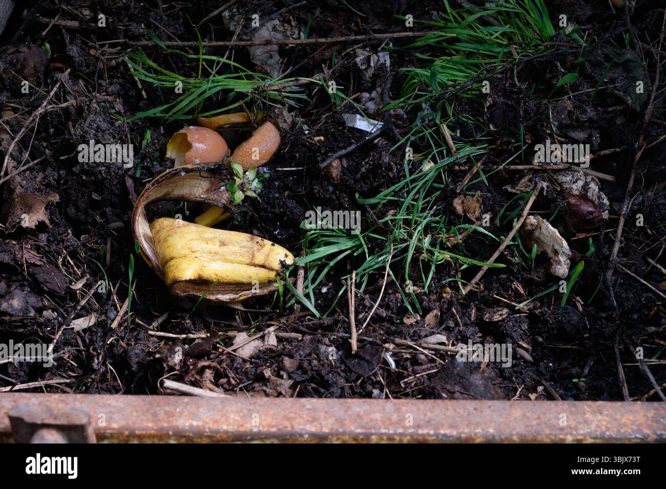 Bananenschalen, Eierschalen und Grünzeug zersetzen sich im Freien in einem Kompoststapel. Stockfoto
