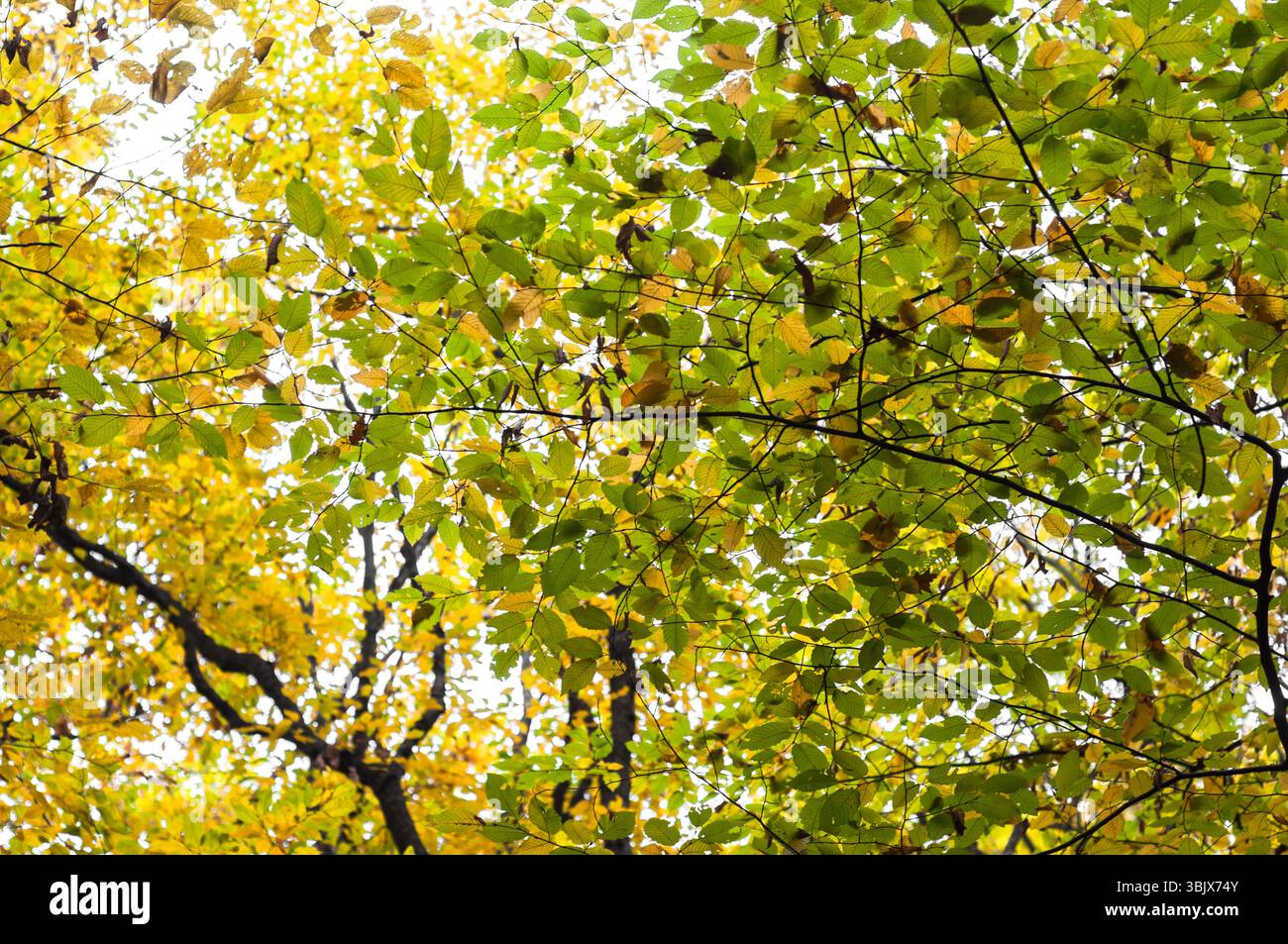Herbstfoto in einem Wald in warmen Farben Stockfoto