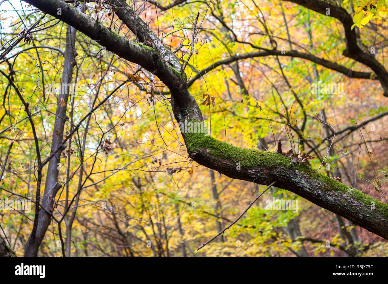 Herbstfoto in einem Wald in warmen Farben Stockfoto