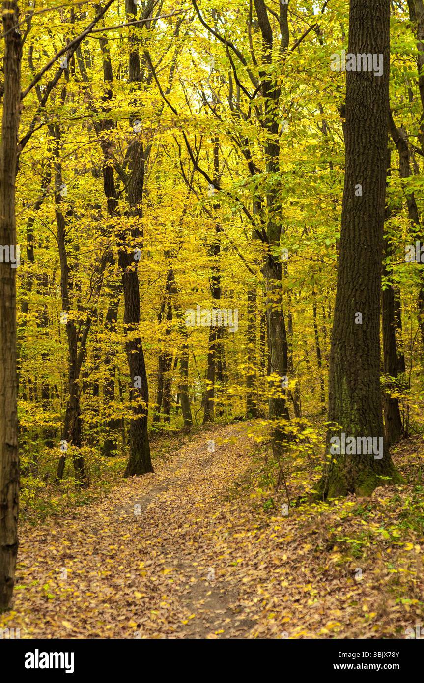 Herbstfoto in einem Wald in warmen Farben Stockfoto