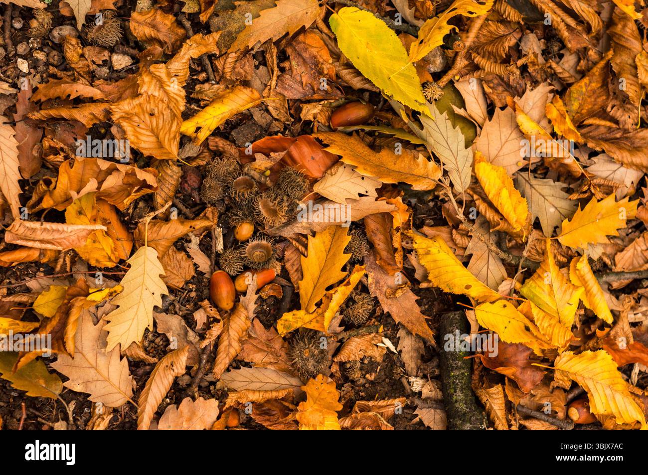 Nahaufnahme von einigen herbstlichen Blättern Stockfoto